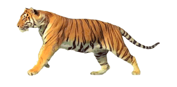 Tiger gif